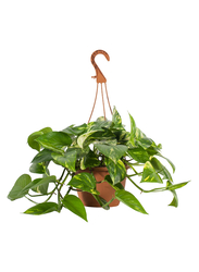 Potted plant, Golden Pothos, 15 cm