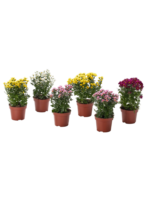 Potted plant, Chrysanthemums assorted colours, 13 cm