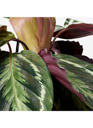 Potted plant, Calathea/assorted, 17 cm