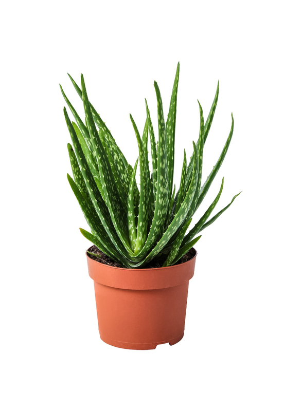 Potted plant, Aloe, 12 cm