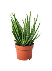 Potted plant, Aloe, 12 cm