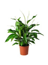 Potted plant, Peace lily, 24 cm