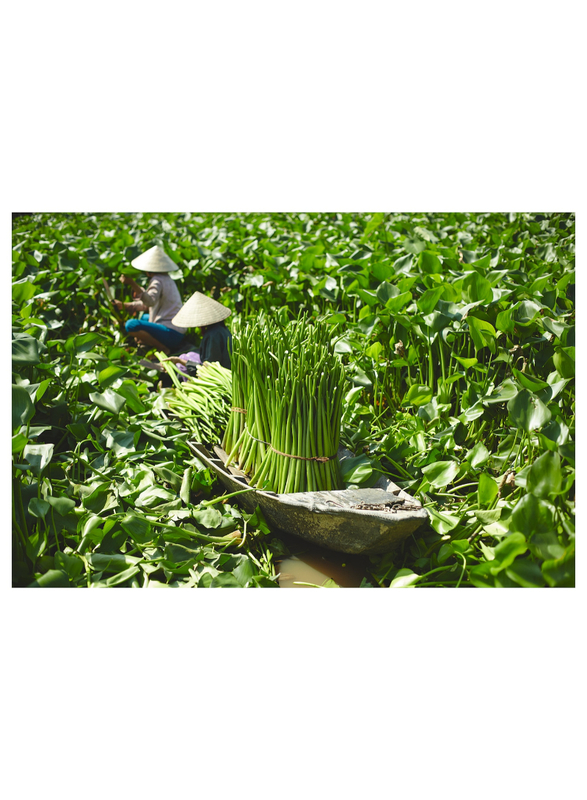 Plant pot, water hyacinth, 12 cm