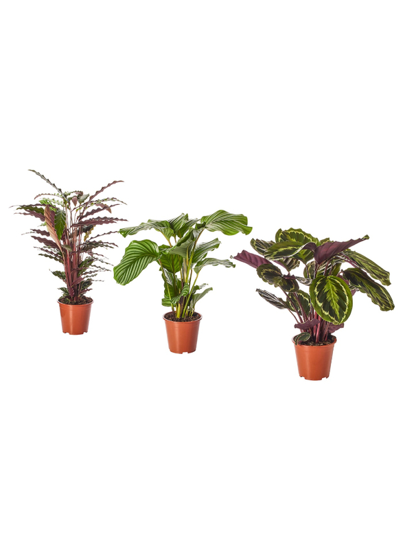 Potted plant, Calathea/assorted, 17 cm