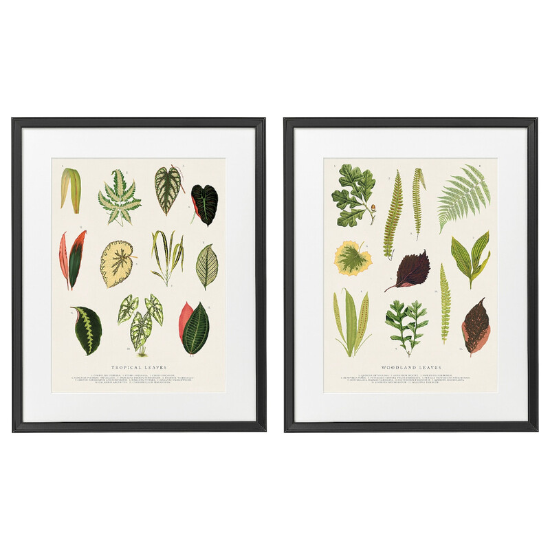 

Generic Frame With Poster Collage Of Leaves 40X50cm