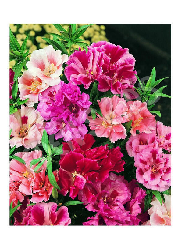 

Vsell24 Vibrant Garden Delight Impatiens Balsamina Seeds for Lush Blooms, 3 Packs, Pink