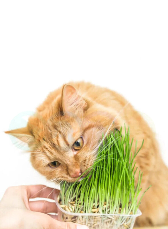

Vsell24 Nutritious & Fresh Cat Grass Seeds for Healthy Pets, 3 Packs, Green