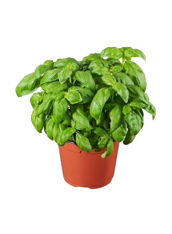 

Vsell24 Premium Herb Collection Basil Seeds for Flavorful & Fragrant Culinary Garden, 3 Packs, Green