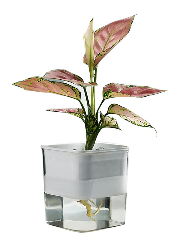 

Vsell24 Plastic Hydroponic Indoor Plant Container, Clear