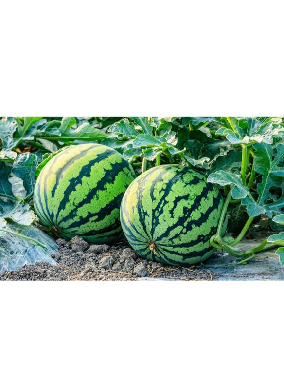 

Vsell24 Juicy Garden Delight Premium Watermelon Seeds for Sweet Summer Harvest, 3 Packs, Green