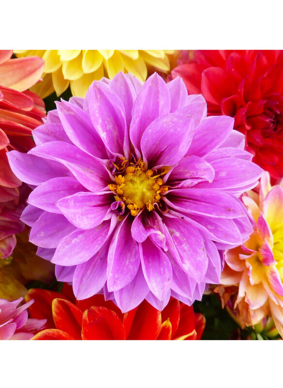 

Vsell24 Radiant Garden Showpieces Colorful Dahlia Seeds for Spectacular Blooms & Brilliant Garden Displays, 3 Packs, Multicolour