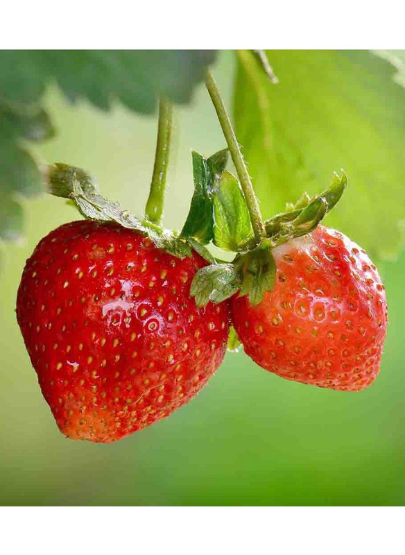 

Vsell24 Sweet Harvest Premium Strawberry Seeds for Your Home Garden, 3 Packs, Red