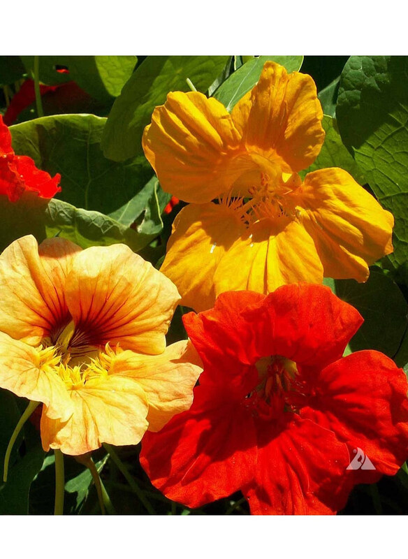 

Vsell24 Radiant Garden Gems Premium Nasturtium Seeds for Colorful & Edible Blooms, 3 Packs, Multicolour