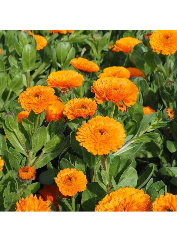 

Vsell24 Premium Calendula Officinalis Flower Seeds for Garden Enthusiasts, 3 Packs, Orange