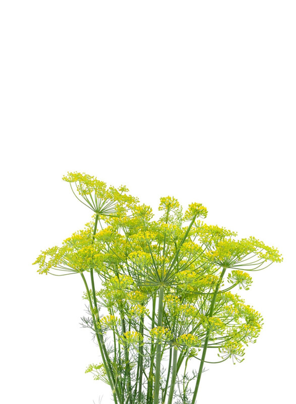 

Vsell24 Dill Seed for Planting, 3 Packs, Yellow/Green