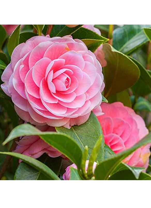 

Vsell24 Camellia Fairy Organic Flower Seeds for Planting Garden Home Yard, 3 Pieces, Pink