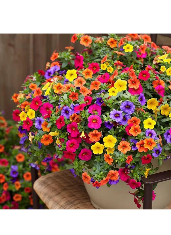 

Vsell24 Morning Glory Flower Seeds for Planting, 3 Packs, Multicolour