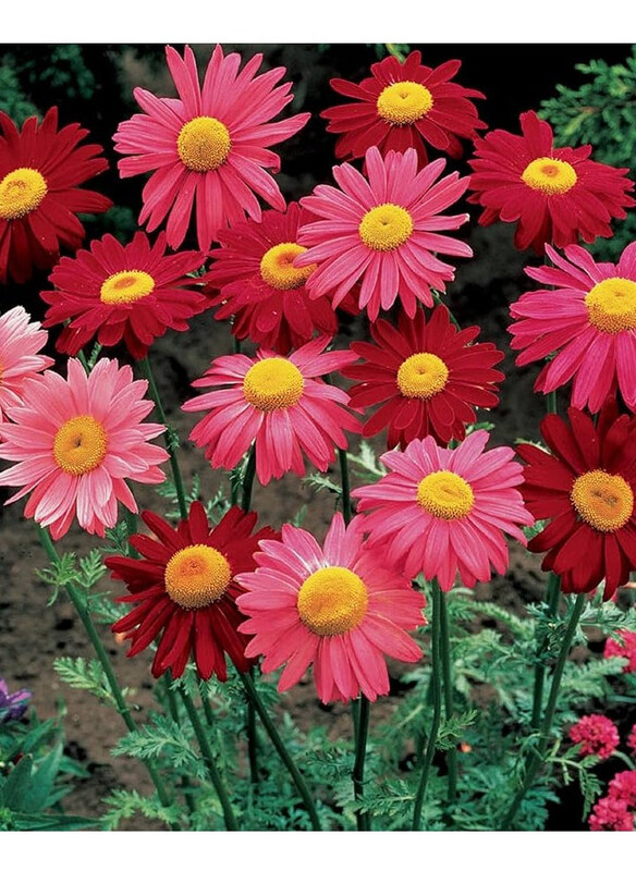 

Vsell24 Pyrethrum Cinerariifolium Flower Seeds for Natural Beauty & Pest Control of Your Garden, 3 Packs, Red/Pink