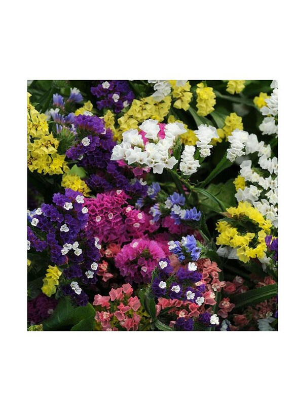 

Vsell24 Limonium Sinensis Mixed Color Flower Seeds Exquisite Blooms for Colorful Garden, 3 Packs, Multicolour