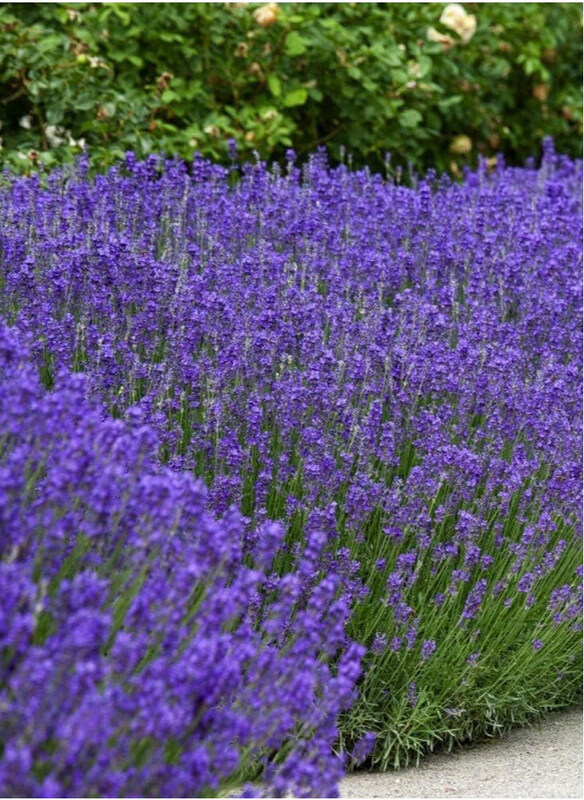 

Vsell24 English Lavender Seeds for Planting Indoors or Outdoors, 3 Packs, Purple