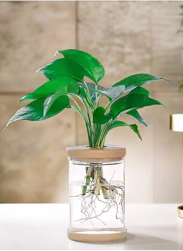 

Vsell24 Hydroponic Indoor Plastic Plant Container for Home & Office Decoration, Clear