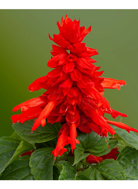 

Vsell24 Radiant Scarlet Sage Flower Seeds Vibrant Blooms for Dazzling Garden, 3 Packs, Red