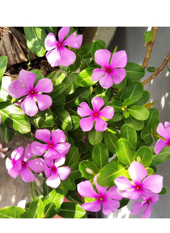 

Vsell24 Vinca Pinkie Mixed Color Flower Seeds, 3 Packs, Pink