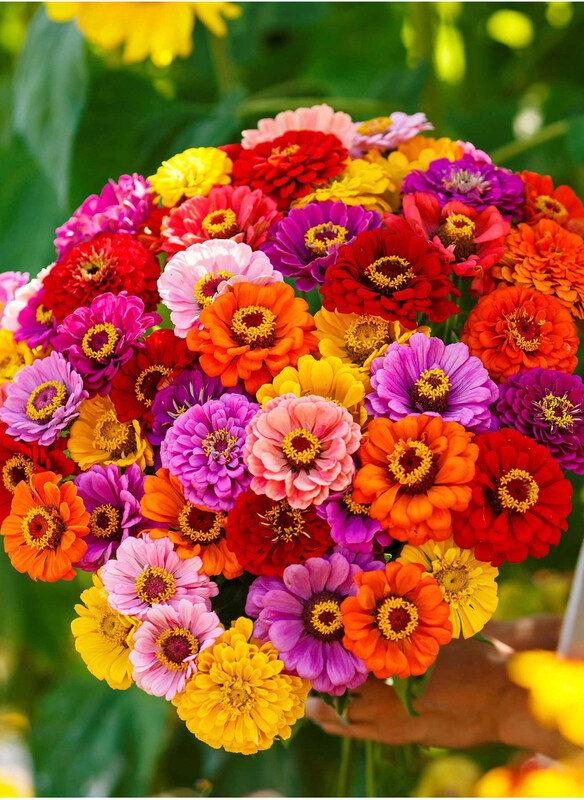 

Vsell24 Mixed Color Zinnia Elegans Seeds for Planting Outdoor, 3 Packs, Multicolour