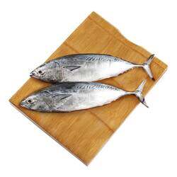 Small Tuna Fish