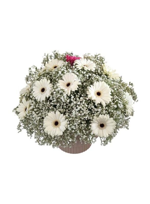 

Rich n Royal Flowers Gerbera Snowdrift, White