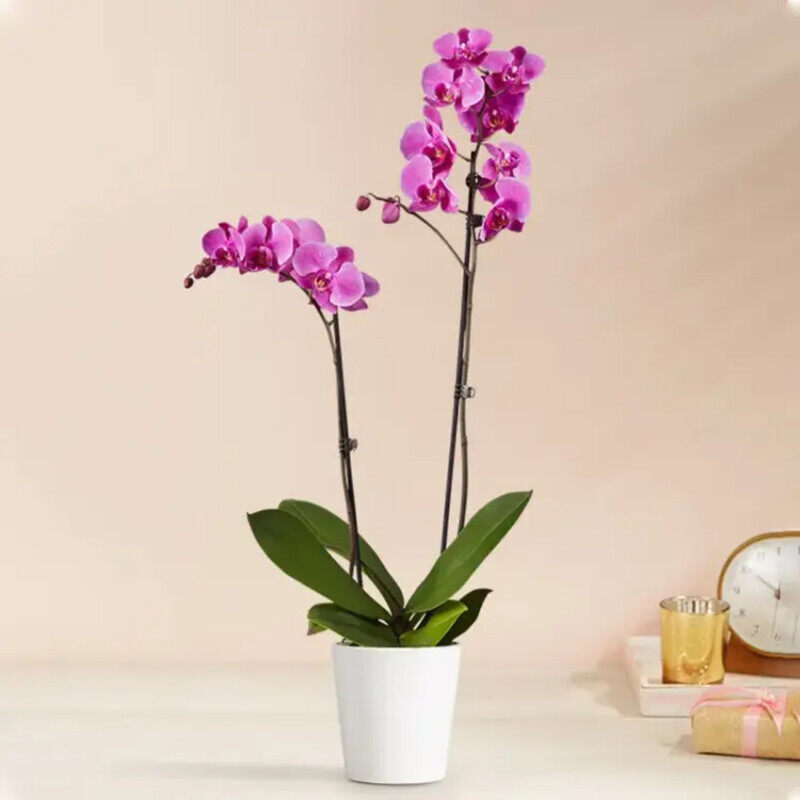

Generic Double Stem Orchid Plant in Pot, Purple