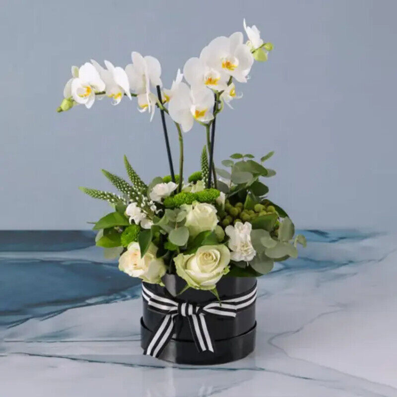

Generic Thought Plants & Flowers in Box, White