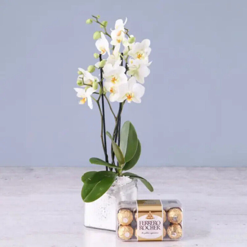 

Generic Twin Stem Orchid Plant with Ferrero Rocher, 16 Pieces, White