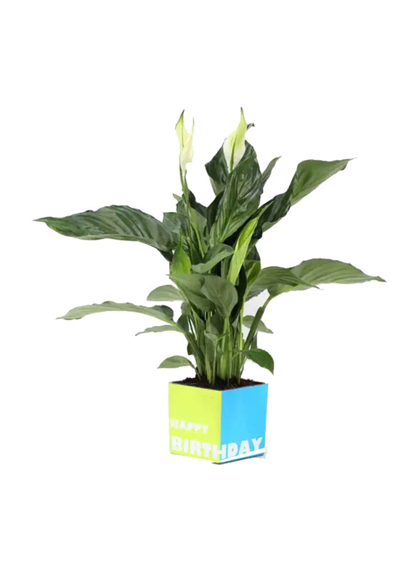 

Generic Birthday Peace Lily Plant, Green