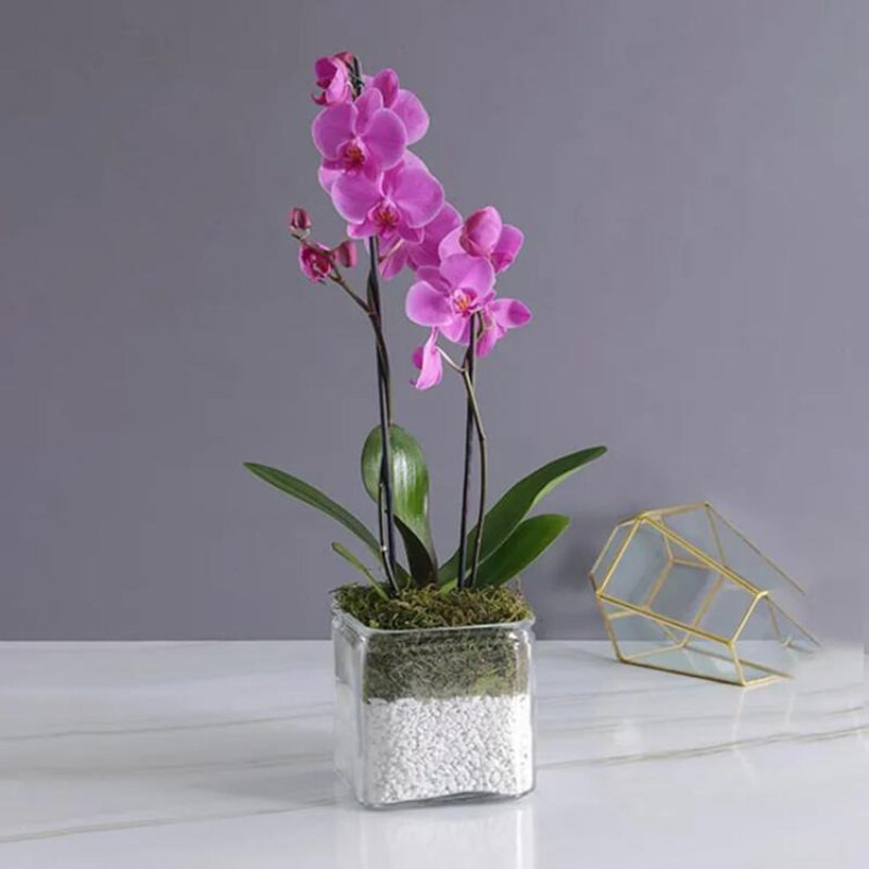 

Generic 2 Stem Orchid Plant in Vase, Purple