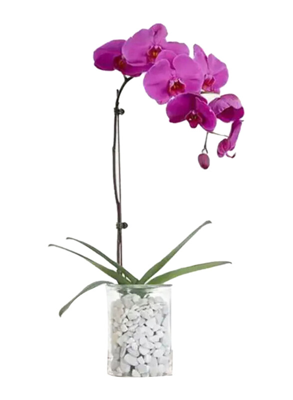 

Generic Orchid Plant in Vase, Purple