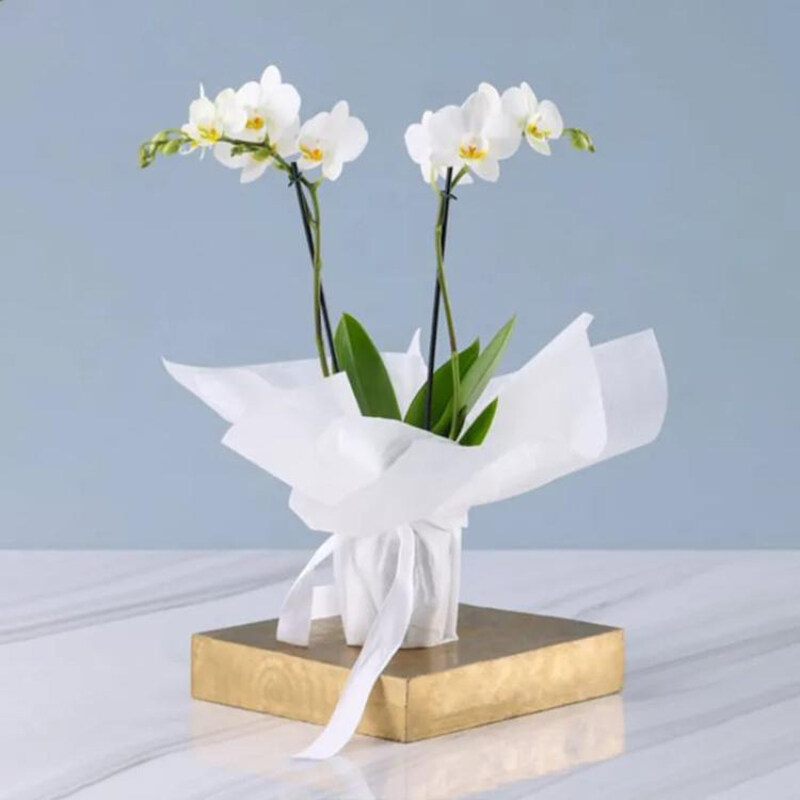 

Generic 2 Stem Orchid Plant in Wrapping, White