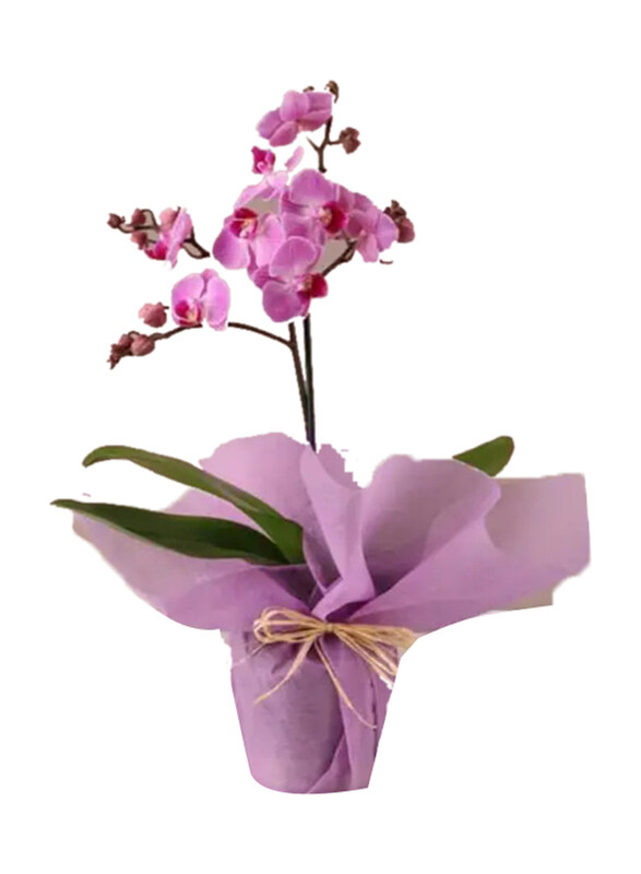 

Generic Mini Orchid Plant in Wrapping, Purple