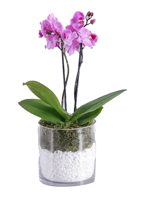 

Generic 2-Stem Mini Orchid Plant in Cylinder Vase, Purple