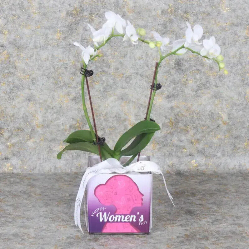 

Generic Womens Day 2 Stem Mini Orchid Plant, White