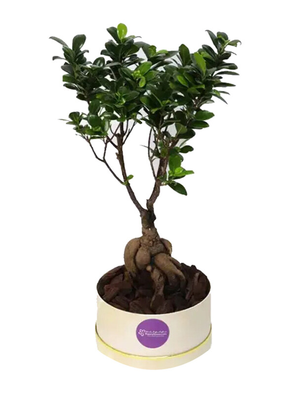 

Generic For My Fellow Bonsai Plant in Box, Green