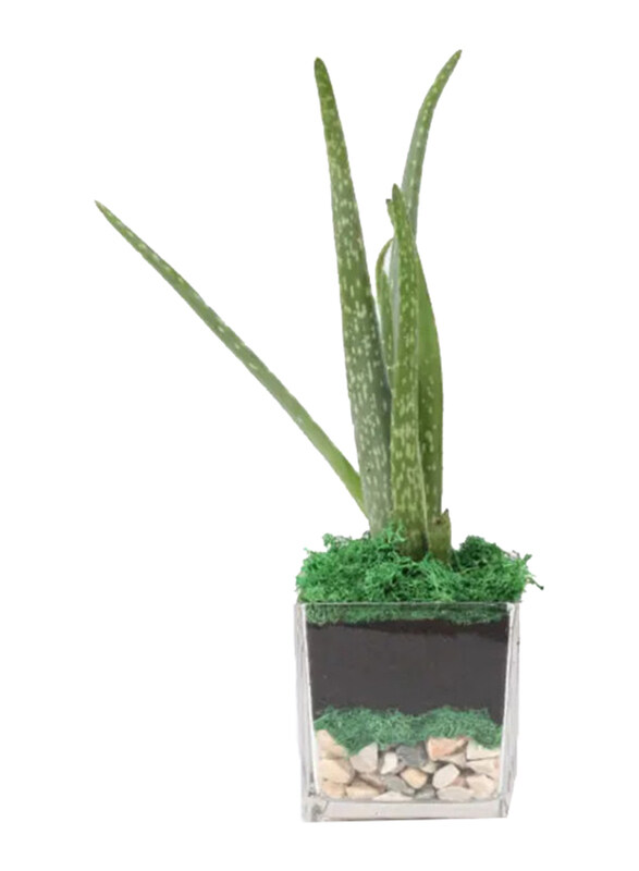 

Generic Aloe Vera Plant in Square Glass Vase, Green