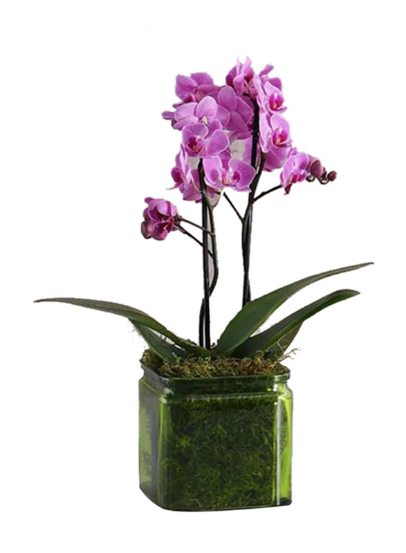 

Generic 2 Stem Mini Orchid Plant in Vase, Purple