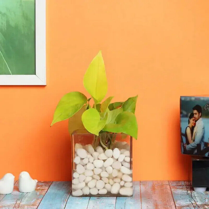 

Generic Money Plant in Clear Vase, Green