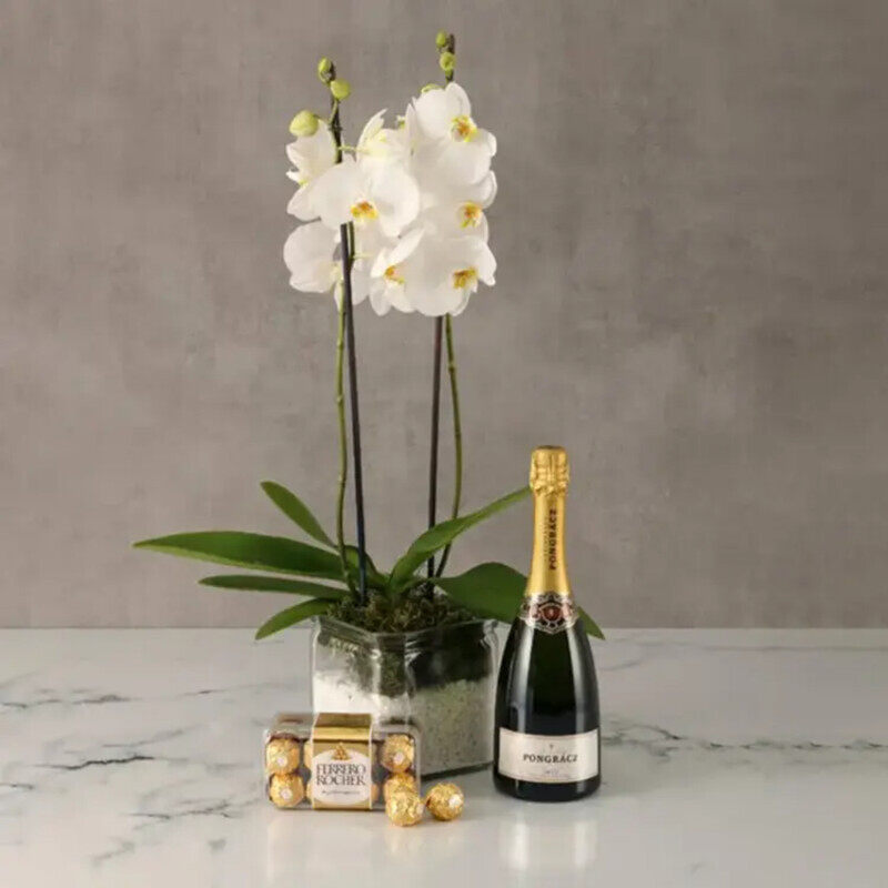 

Generic Orchid Plant with Sparkling Juice & Ferrero, White