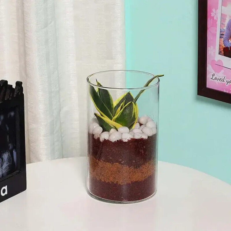 

Generic Mini Sansevieria in Cylinder Vase, Green