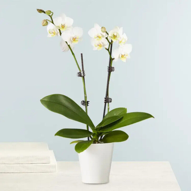 

Generic Double Stem Orchid Plant in Pot, White/Green
