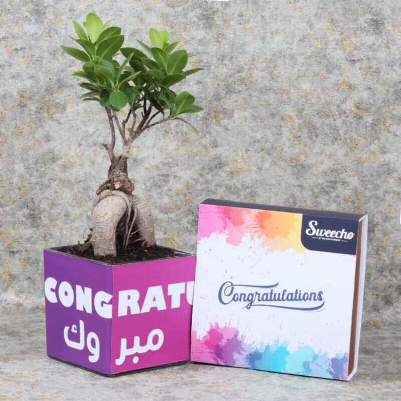 

Generic Congratulations Bonsai Plant Chocos, Green
