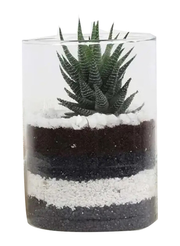 

Generic Haworthia Plant in Cylinder Vase, Green