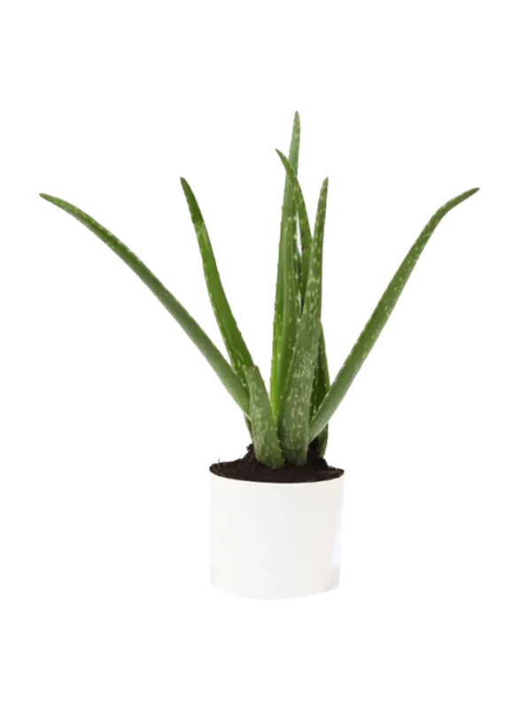 

Generic Aloe Vera Plant in Pot, Green